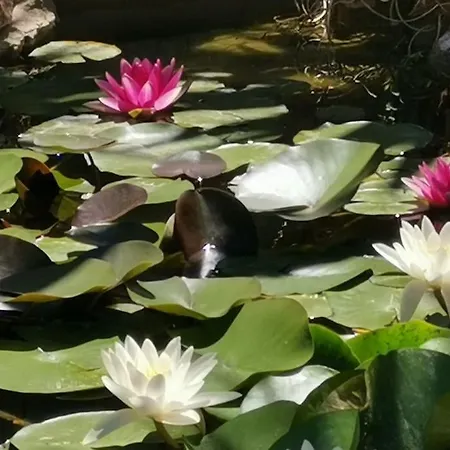 D'hotes Dans - Les Maures - D'artiste 